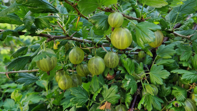 zalas erkskogas