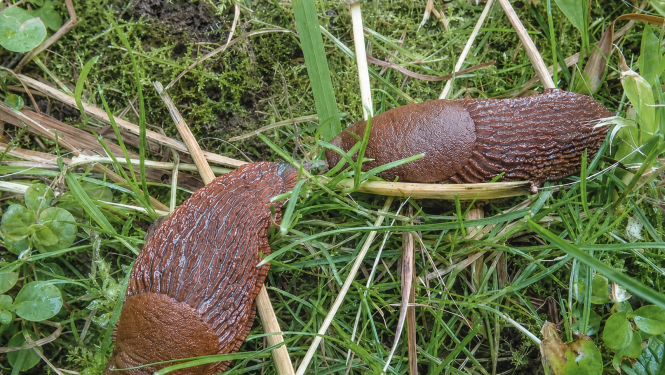 Spānijas kailgliemeži