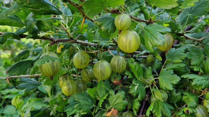 zalas erkskogas