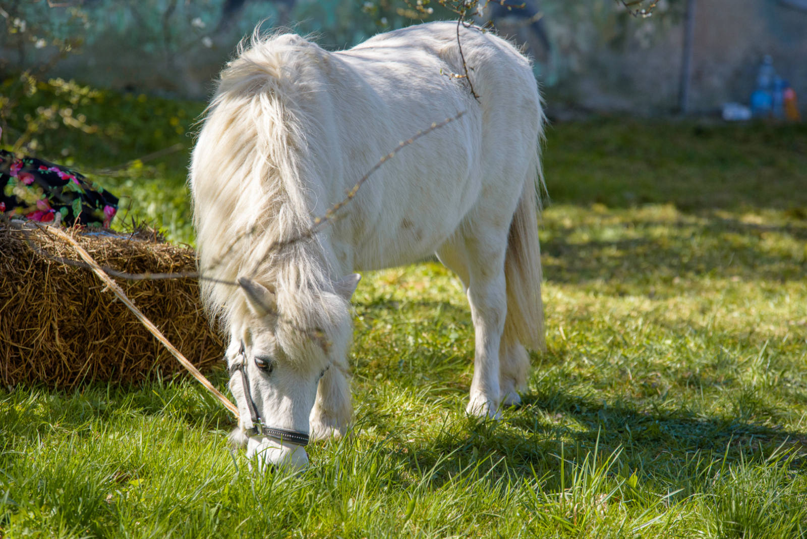 D75_0894-Kalnux_photo