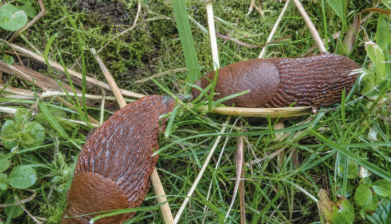 Spānijas kailgliemeži