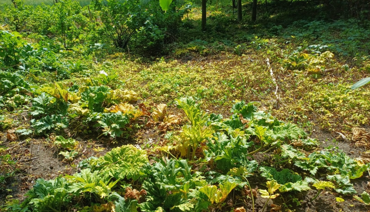 Latvāņi