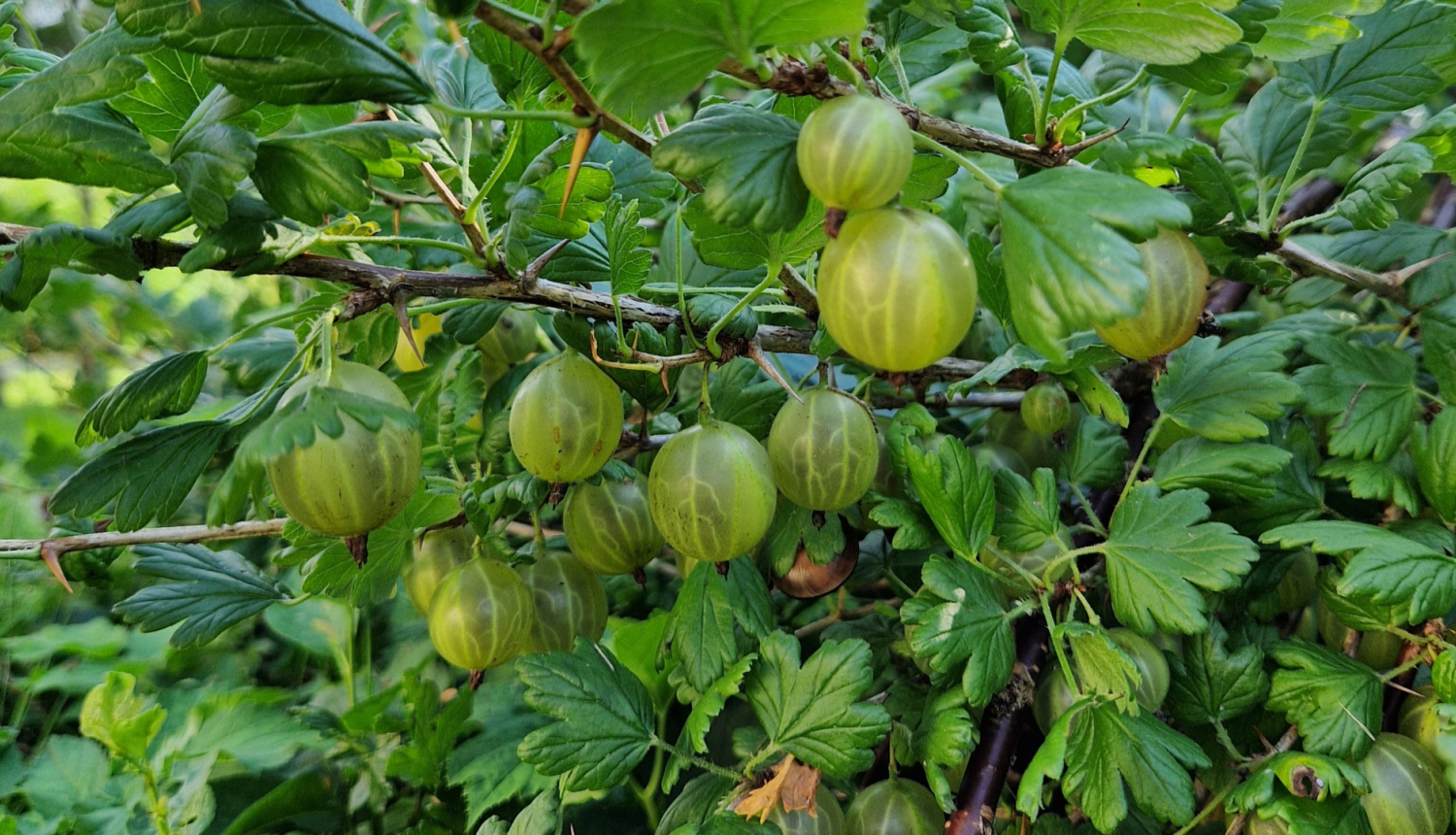 zalas erkskogas