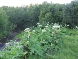 latvanis_astragarkaj