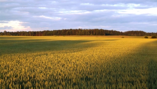 Druva