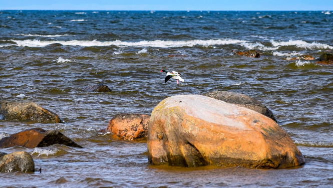 kaltenes-akmens-tadorna