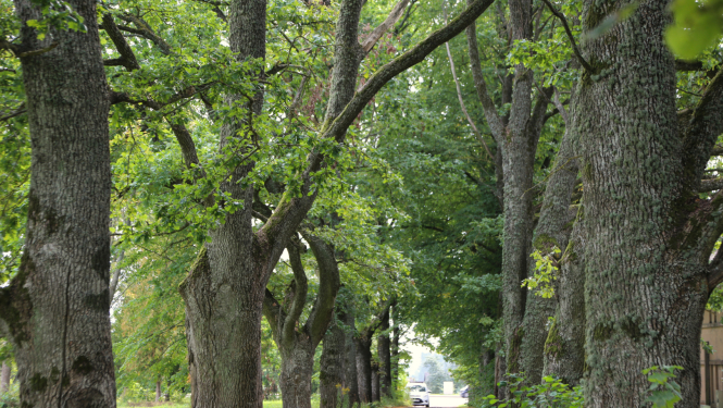 Lauksargu aleja_Tukums_04_09_2025_Foto_Kurzemes_planosanas_regions