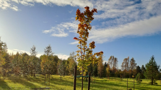 Zaļumvieta Kalēju ielā 2 Grobiņā