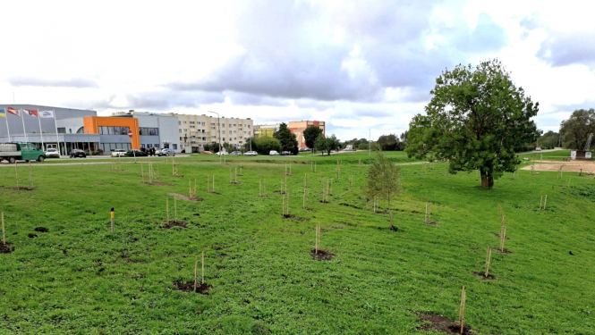 Grobiņas stādījumi