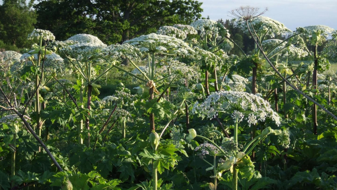 latvanis_astragarkaje_foto1