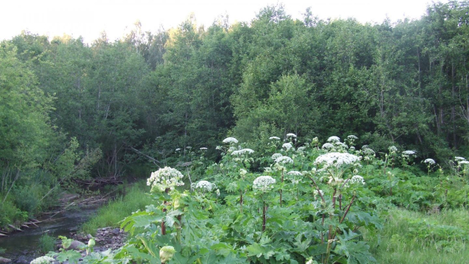 latvanis_astragarkaj