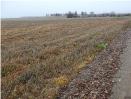 Birzites_Virga_bilde