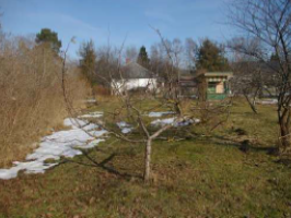 Kastanu_aleja_3_Aizpute_foto