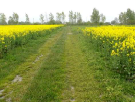 Rudzulauki_Otanki