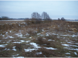 Rudzupuke_Nica