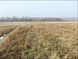 Vizbulisi_Virga_bilde