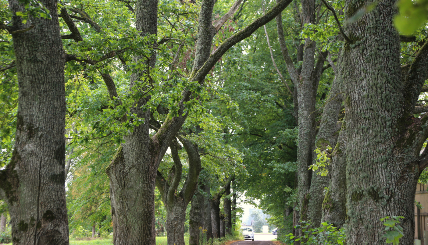 Lauksargu aleja_Tukums_04_09_2025_Foto_Kurzemes_planosanas_regions