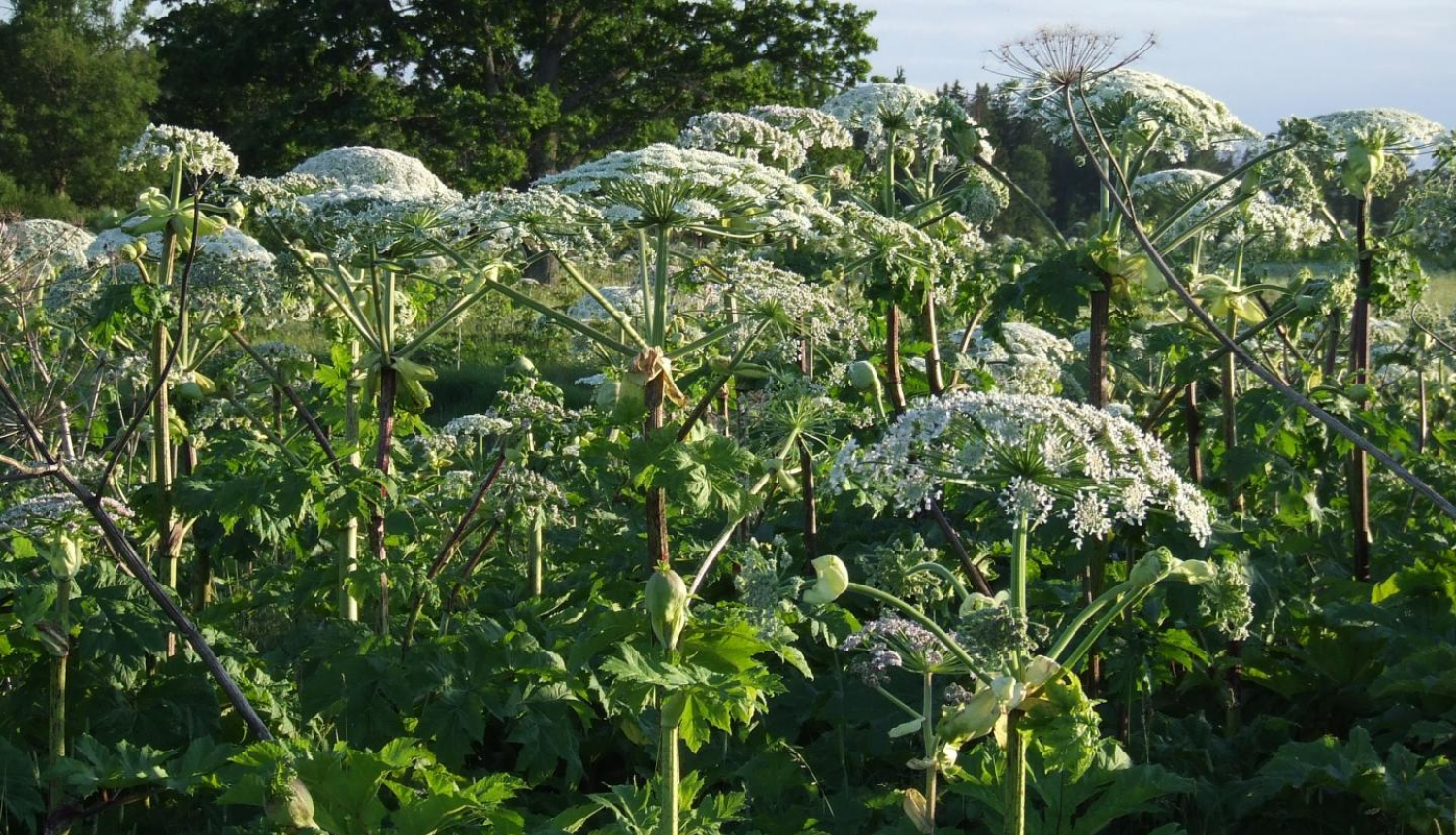 latvanis_astragarkaje_foto1