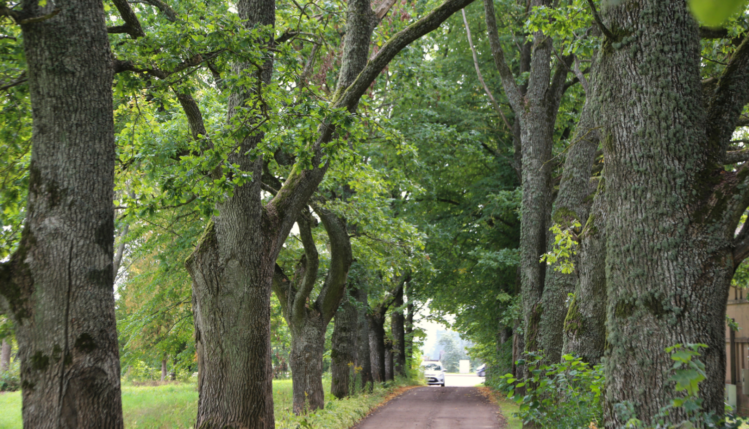 Lauksargu aleja_Tukums_04_09_2025_Foto_Kurzemes_planosanas_regions